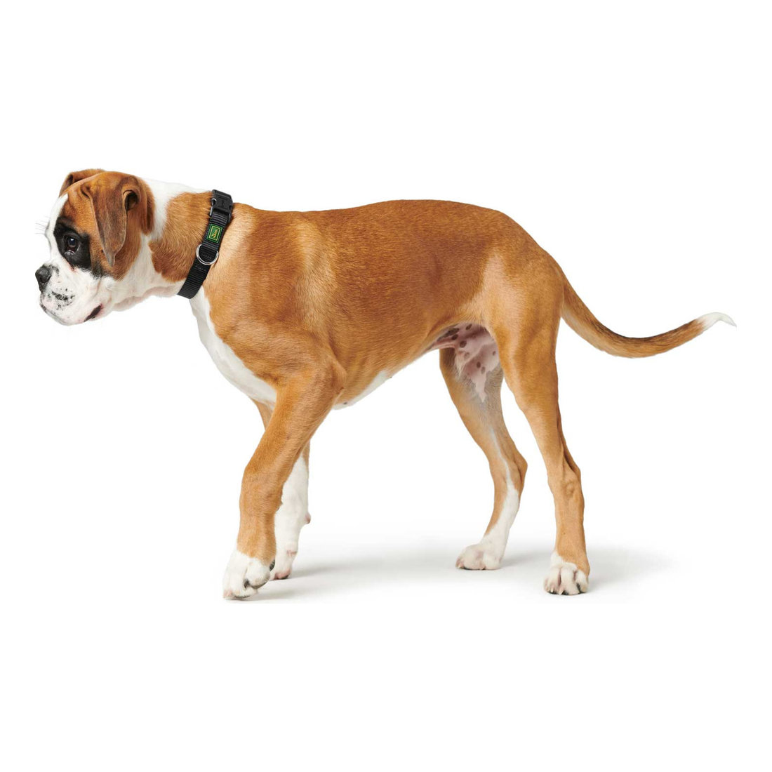 Collar VB S 1cm X 22-35cm Black