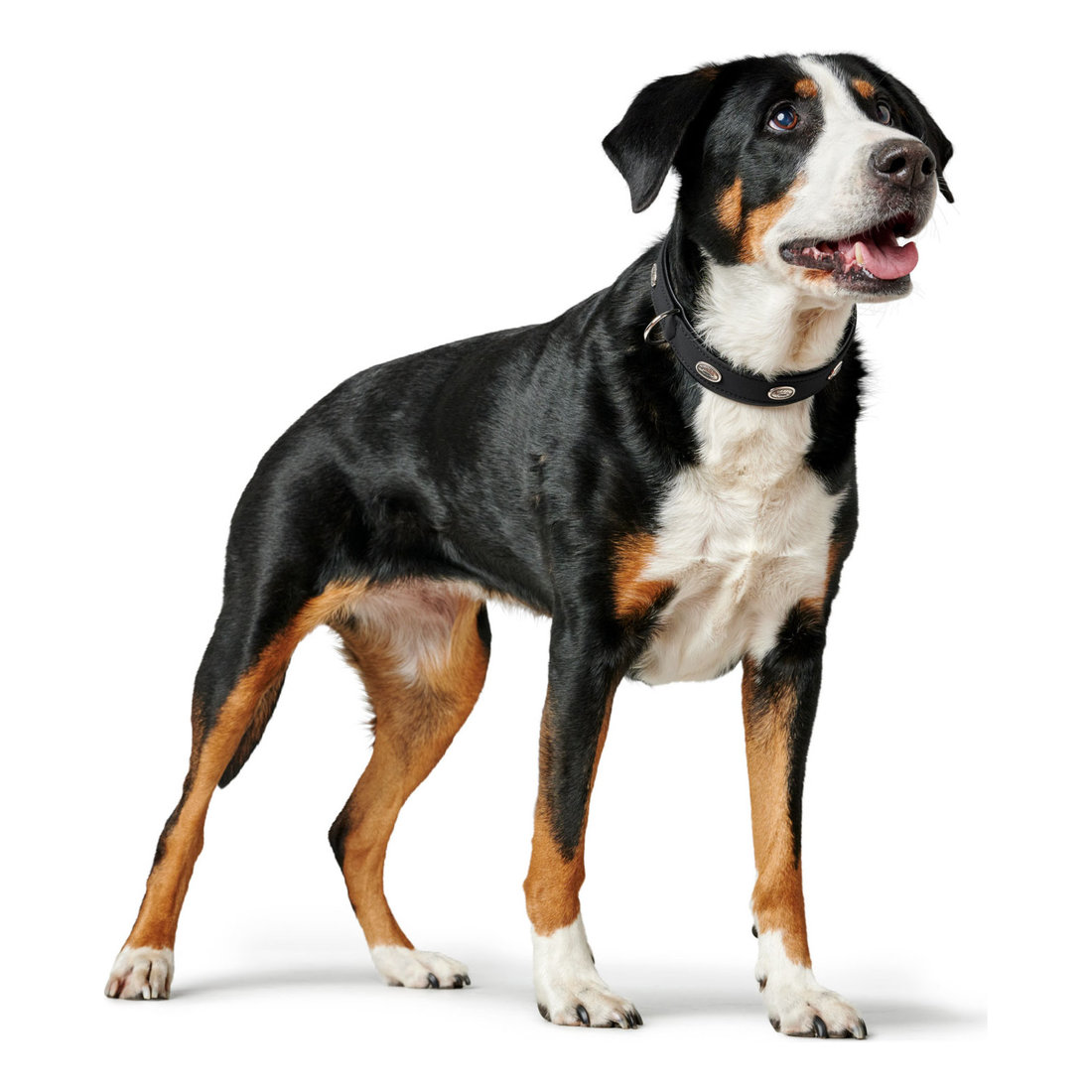 Leather Collar Softie Stone 2.8cm 32-40cm Black