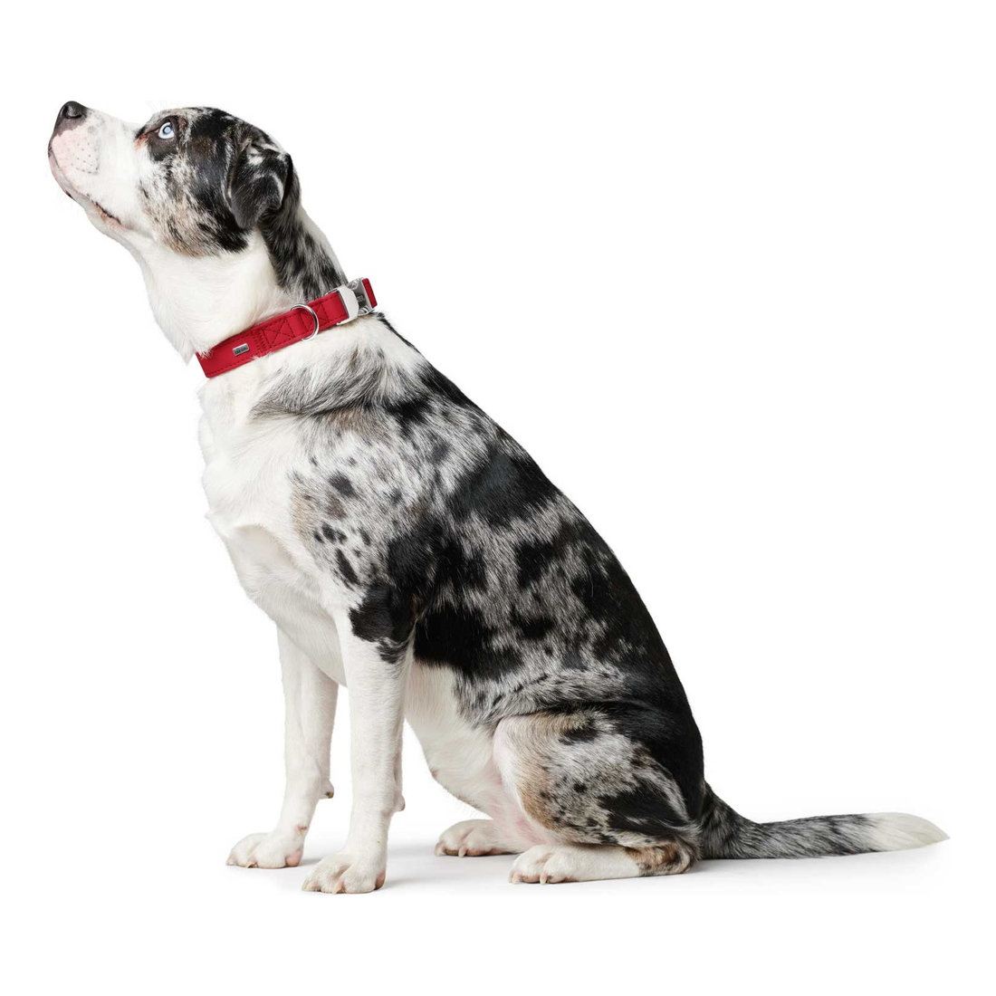 Collar Softie Alu-Strong M 30-45 Red