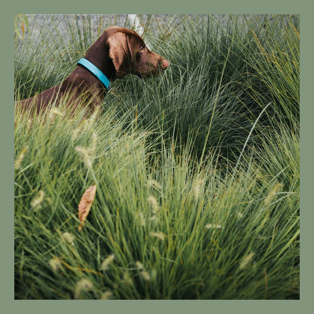 Collar Convenience Comfort XS-S (35) Turquoise