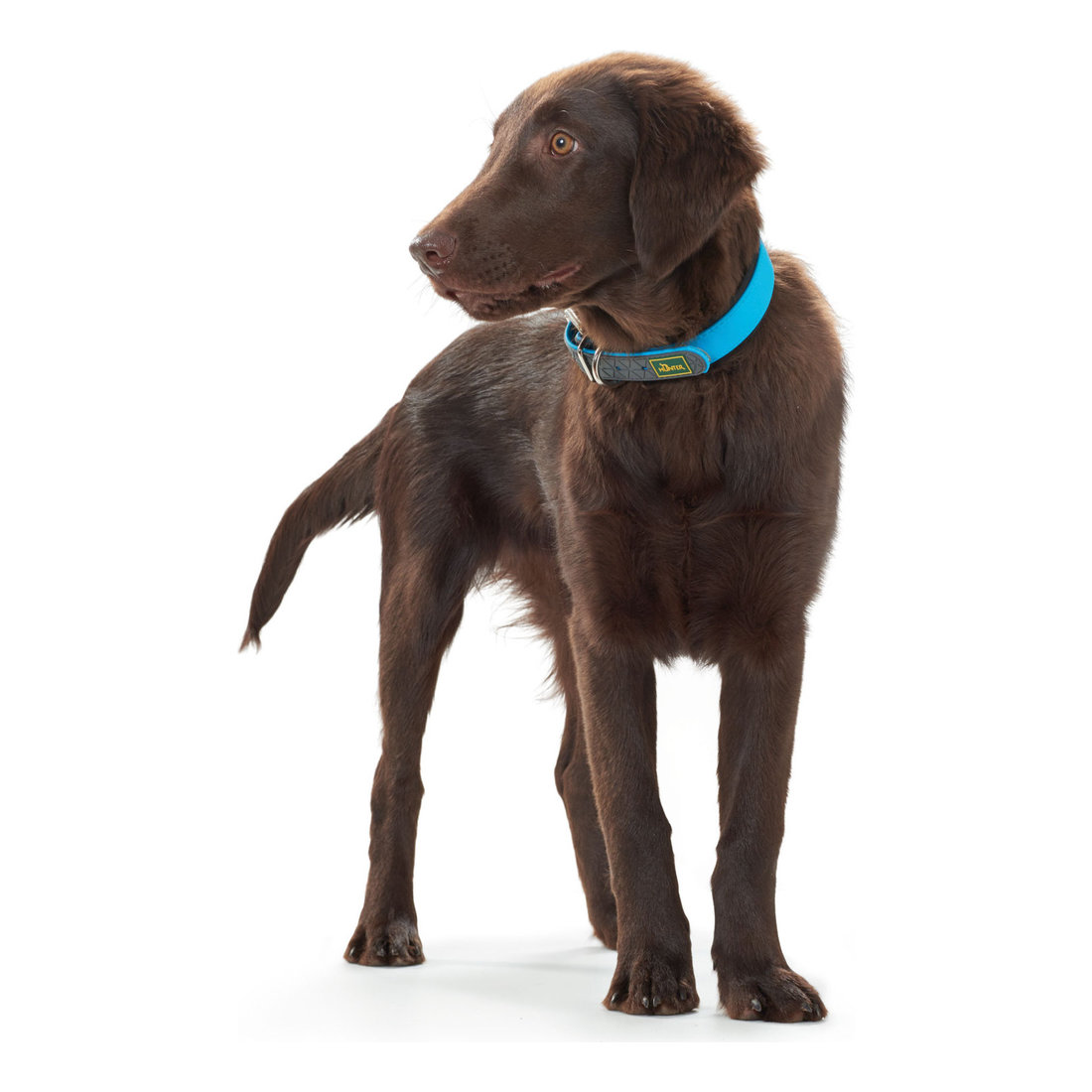 Collar Convenience 23-31cm Neon Turquoise