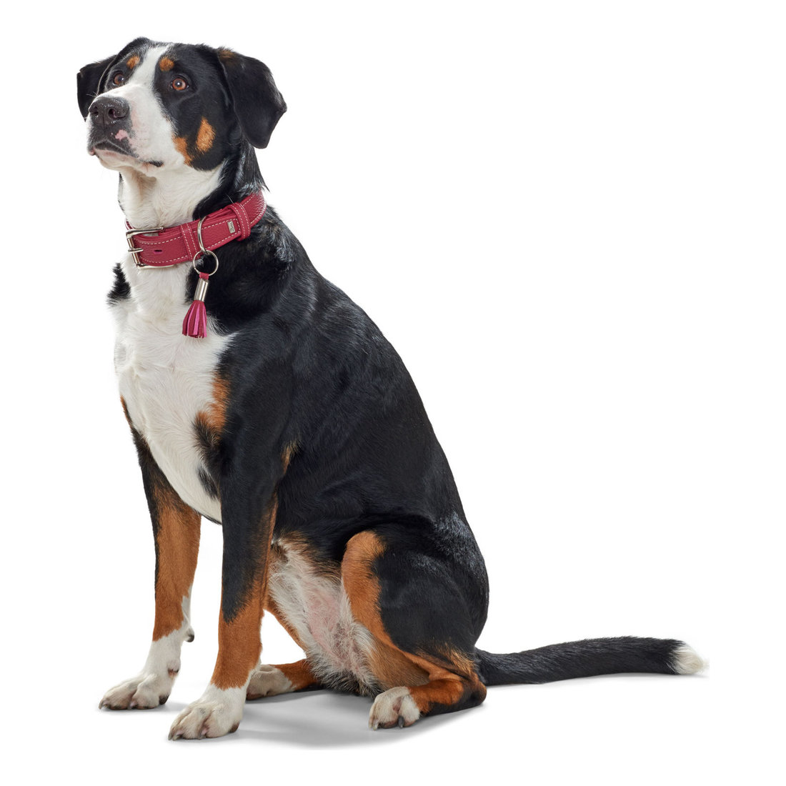 Leather Collar Cannes 45/S  Burgundy