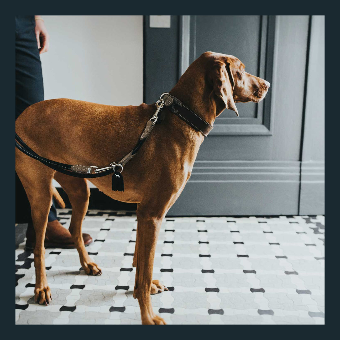 Leather Leash R&S Hunting 6/200 Black