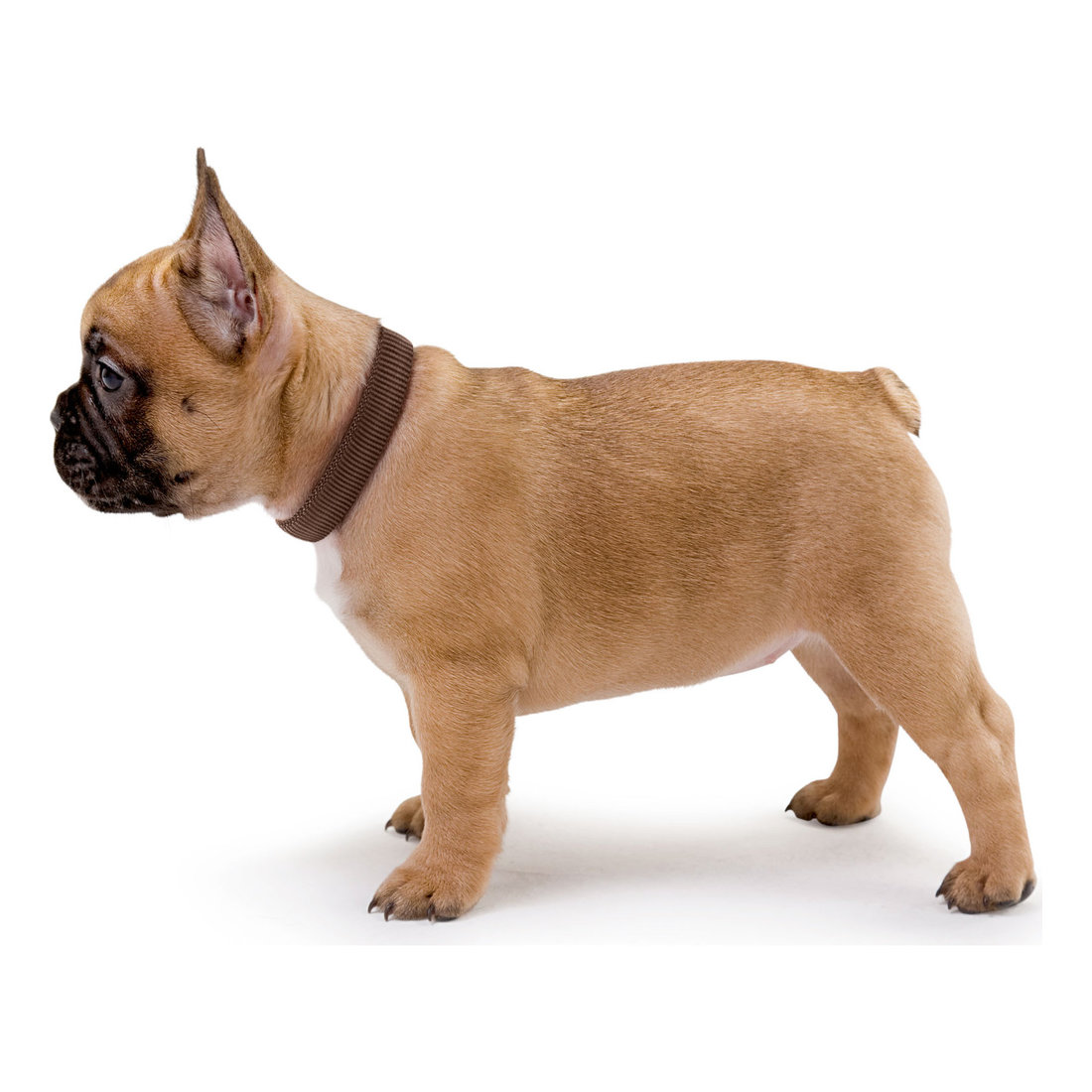 Collar VP M 2.5cm x 35-53 cm Brown