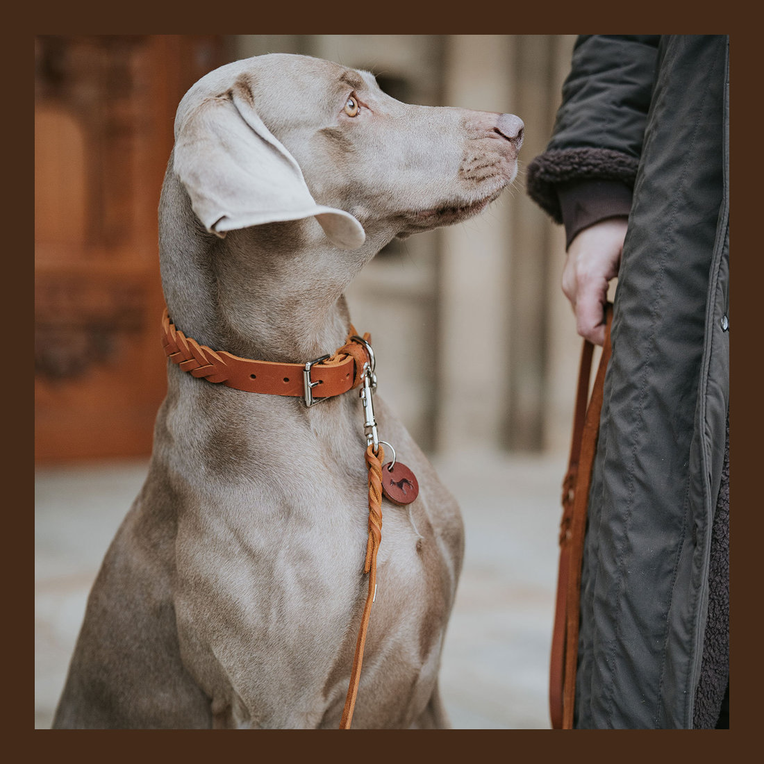 Leather Collar Solid Education Special 45 S Cognac