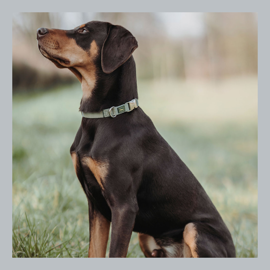 Collar Inari Alu-Strong M 30-45cm Pastel Green