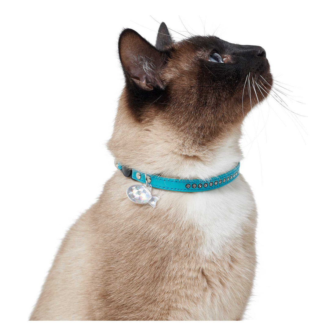 Cat Collar Modern Art Luxus Turquoise